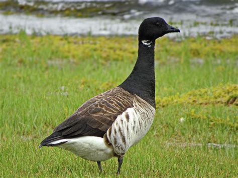 Atlantic Brant Goose Photograph by Lyuba Filatova