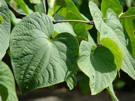 Kava kava, la planta que alivia el dolor (y el último descubrimiento)