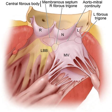 Editor’s Perspective: The Interatrial Septum | Circulation: Arrhythmia and Electrophysiology