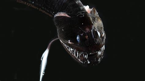 Scientists discover ultra-black deep sea fish, among the darkest creatures ever found - ABC News