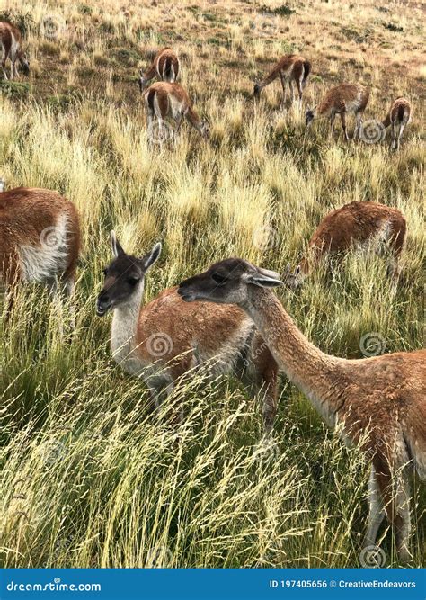 Guanaco Herd in Torres Del Paine National Park, Chile Stock Photo ...