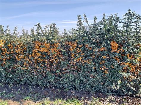 Teton Firethorn (Pyracantha 'Teton') Hedges | InstantHedge