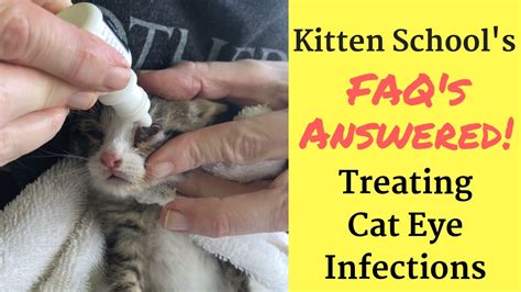 How I Treat a Kitten or Cat Eye Infection at Home - These Cats