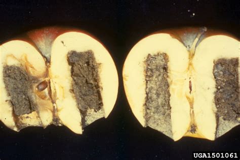 Phytophthora root rot (Phytophthora cinnamomi Rands)