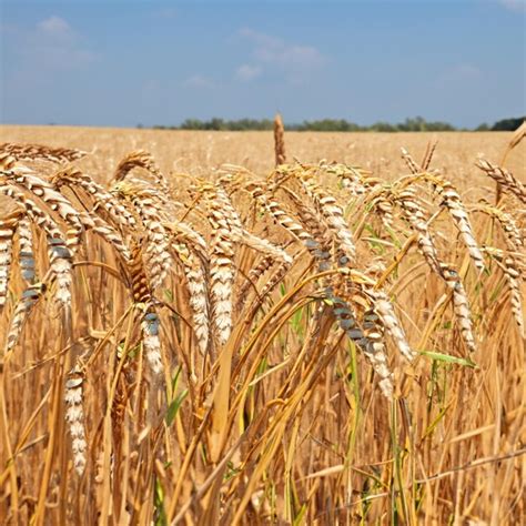 Premium Photo | Wheat harvest