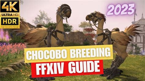 FFXIV Chocobo Breeding Tutorial - YouTube