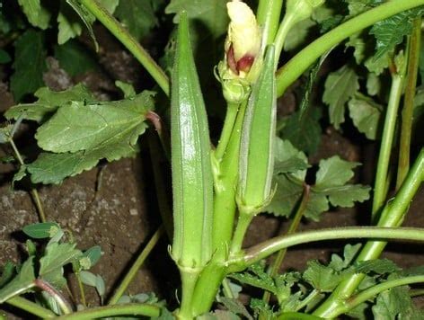 Growing Lady Finger In Pots, Containers, Indoors | Agri Farming