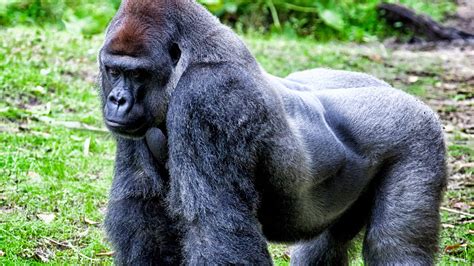 Op-Ed: Our Panic Killed Harambe the Gorilla - Outside Online