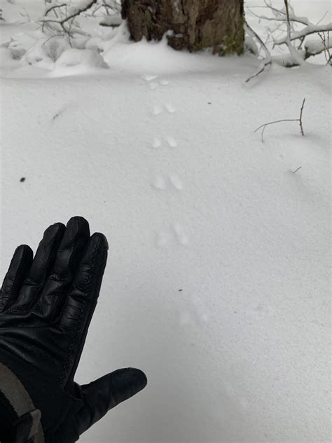 Are these vole tracks? Southern NH. : r/AnimalTracking