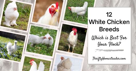 White Chicken Breeds