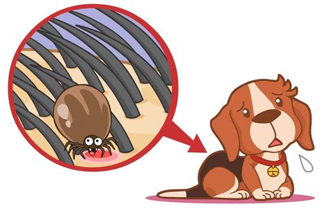 My Dog Has Fleas? Dog Fleas: 14 Questions Answered – Pet Rescue Blog