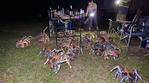 Lots of huge coconut crabs crash family's quite picnic to steal their food