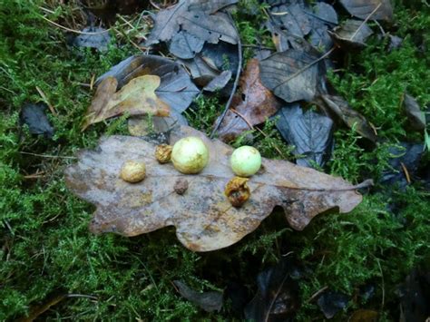 Oak Apple, Gall Wasp larvae | Project Noah