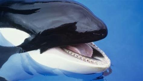 Reasons an Orca Is a Dolphin | Animals - mom.me