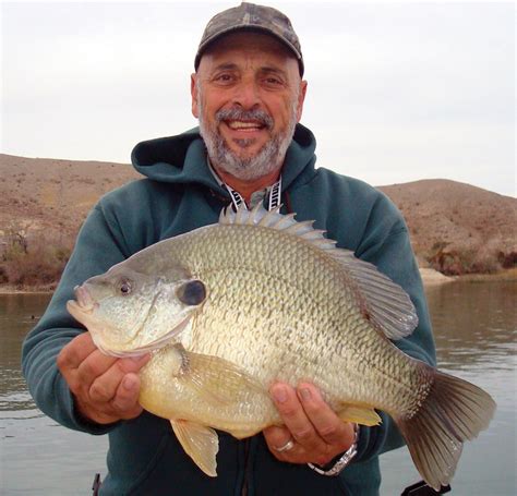 What's Behind Monster Shellcrackers at Lake Havasu? - Game