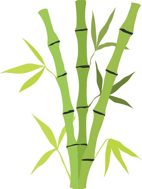 Hand drawn bamboo stem and leaves. Botanical illustration isolated on white background. Vector ...