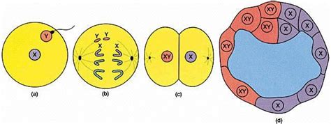 human gynandromorphs - Google Search