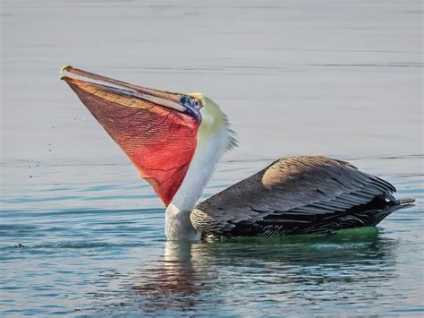 Wildlife At Agua Hedionda Lagoon: Photo Of The Day | Carlsbad, CA Patch