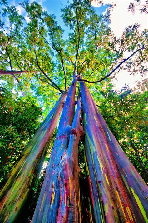 Rainbow eucalyptus tree. Grows mainly in Indonesia. I must go there ...