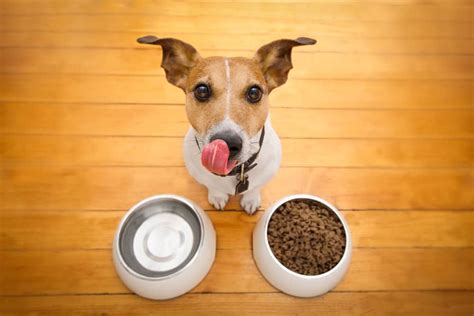 Best Cheap Dog Food (June 2024) - Buyer's Guide and Reviews