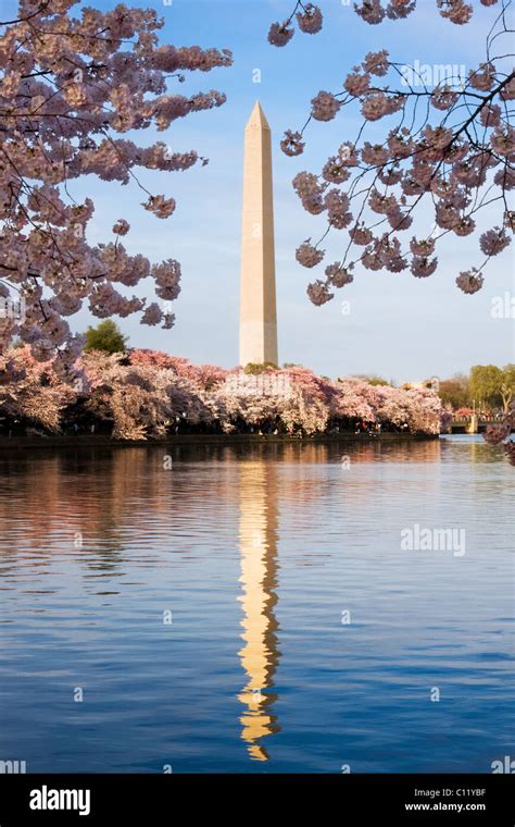 Washington Monument with cherry blossom, Washington DC Stock Photo - Alamy