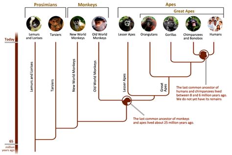 primate family tree diagram - Jamar Hanks