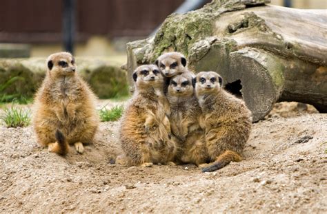 Meerkat Family Group Free Stock Photo - Public Domain Pictures