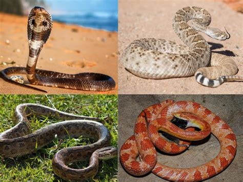 Types of Snakes: 20 Popular Serpent Species with Pics & Names