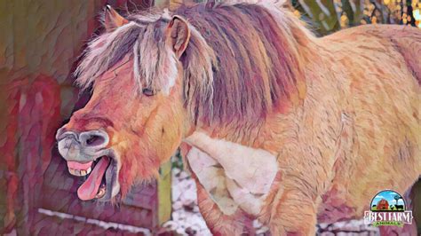 Can Norwegian Fjord Horses Barrel Race? All About the Breed