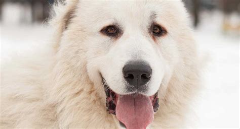 Pyrenean Mastiff - Is This Large Breed Pup Right For You?