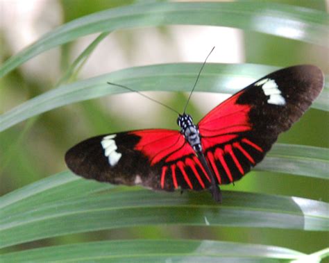 Red And Black Butterfly for Pinterest | Black butterfly, Red, Butterfly