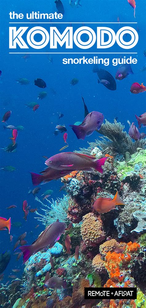 The best snorkelling in Komodo: Our favourite spots