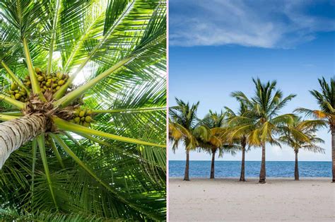 10 Ways To Distinguish Between Coconut Tree vs Palm Tree