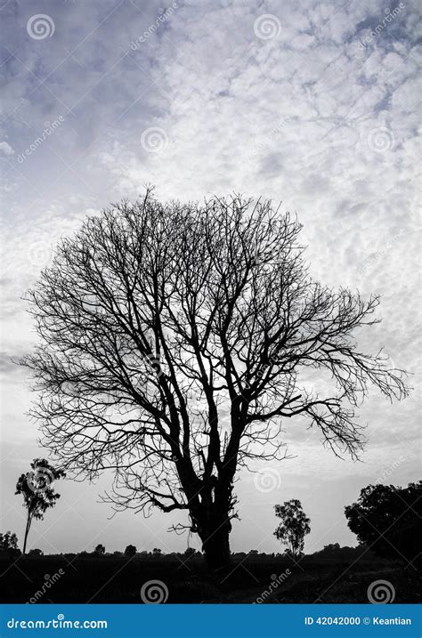 Silhouette dry tree stock photo. Image of countryside - 42042000