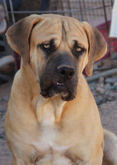 www.elitek-9.com | American bandogge mastiff, Personal protection dog, Working dogs