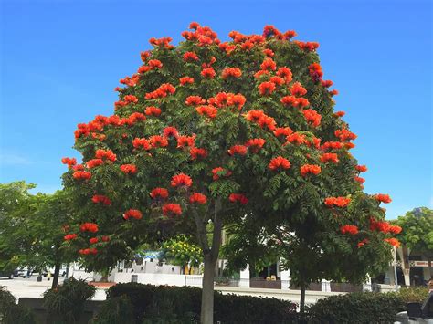 African Tulip Tree – Santa Barbara Beautiful