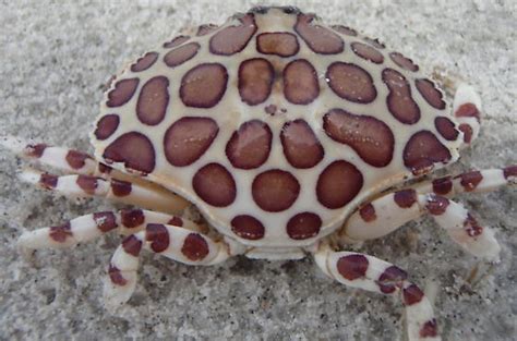 Leopard Crab - Hepatus epheliticus - BugGuide.Net