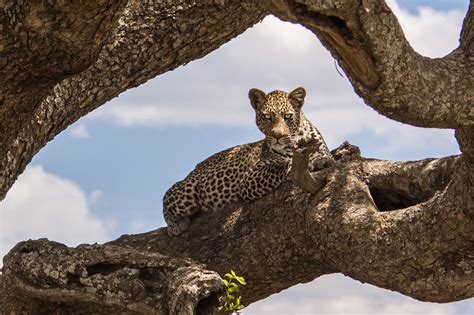 RA Safaris | Serengeti National Park | Tanzania Safari Adventure Company