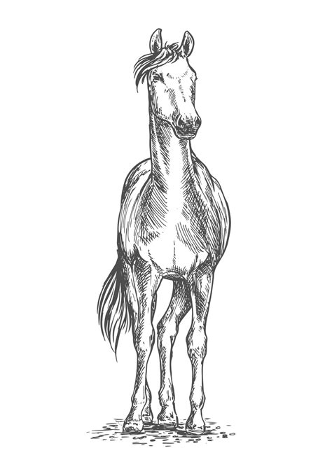 Standing horse sketch portrait 11665013 Vector Art at Vecteezy