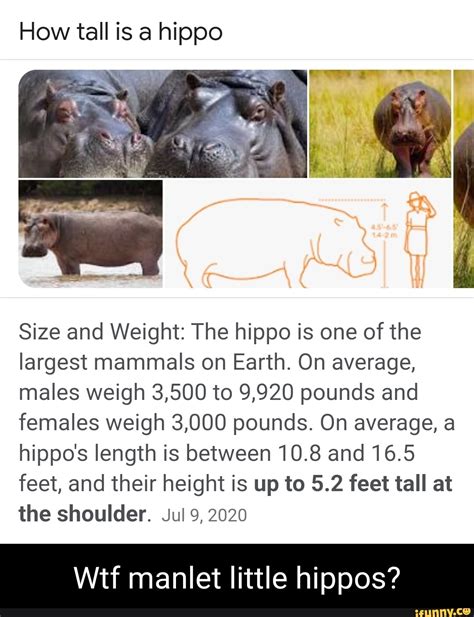 How tall is a hippo Size and Weight: The hippo is one of the largest ...