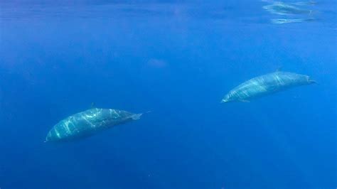 Whale of a find: Scientists spot beaked whale believed to be a new species