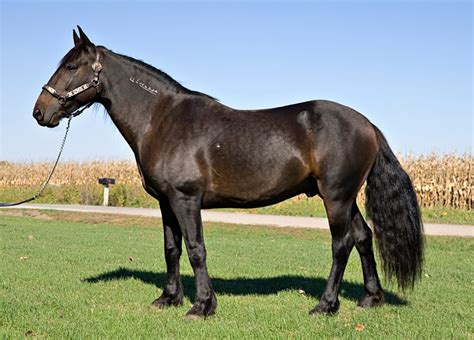 10 Interesting Horse Breeds - HubPages