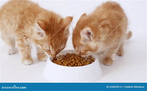 Two Ginger Kittens Eating Fresh Dry Cat Food for Small Kittens. Red Cats Eats from a Plate of ...