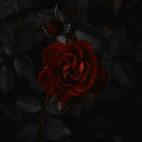 #red #aesthetic #theme #dark #rose #goodbye | Aesthetic roses, Roses ...