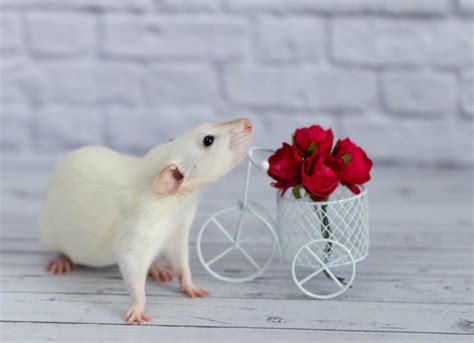 Fancy Dumbo Albino Rat