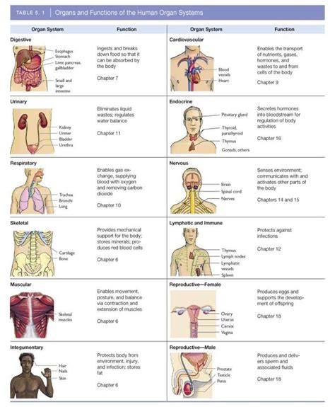 Chapter 1: Organ Systems Diagram | Quizlet