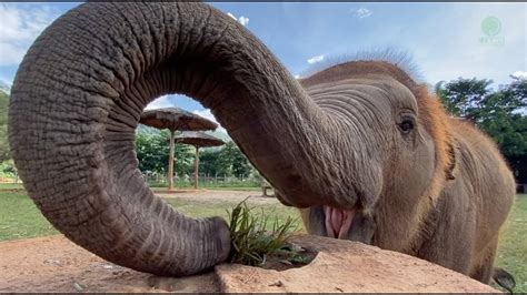 Baby Elephant Tries To Figure It Out How To Eat Grass On The Top Of ...