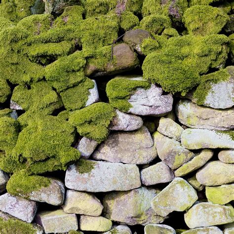 Mossy Stone Wall | Flickr - Photo Sharing!