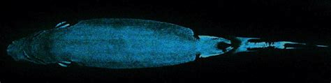 Bioluminescence in lanternsharks appears to help with reproduction