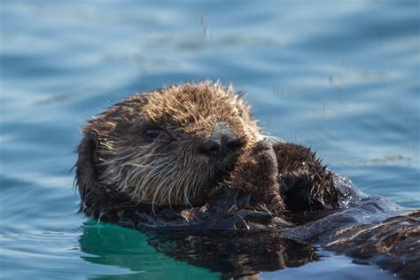 Sea otter rescue and research | Stories | Monterey Bay Aquarium